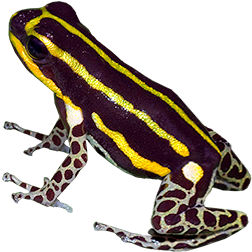 Biolat Bamboo Frog